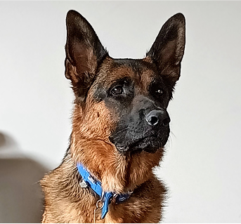 pawking service about